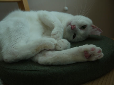 猫式ブログ～里親募集型猫カフェ