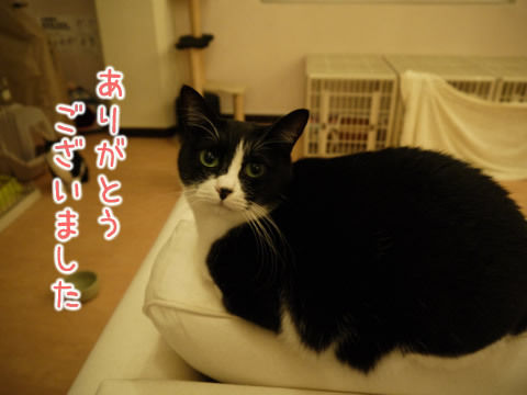 猫式ブログ~里親募集型猫カフェ