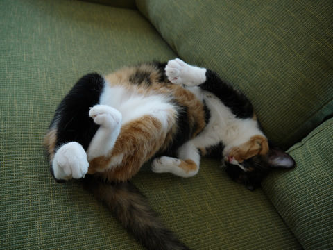 猫式ブログ～里親募集型猫カフェ