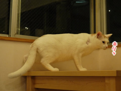 猫式ブログ～里親募集型猫カフェ