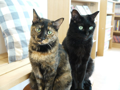 猫式ブログ~里親募集型猫カフェ