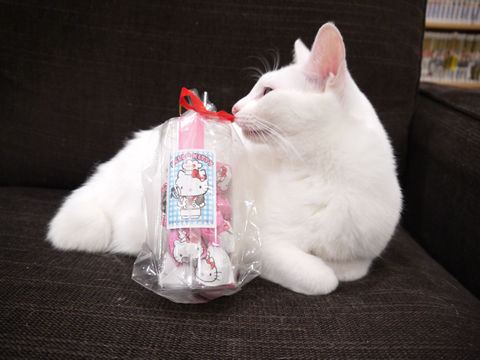 猫式ブログ~里親募集型猫カフェ
