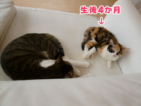 猫式ブログ