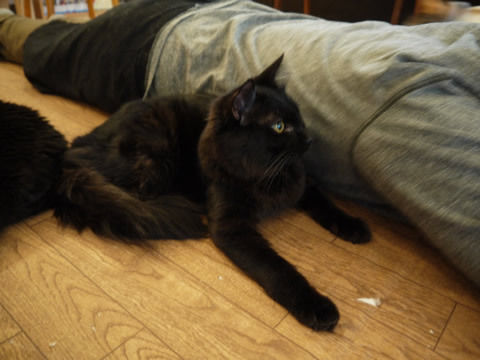 猫式ブログ～里親募集型猫カフェ