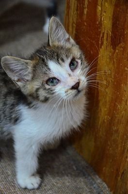 猫式ブログ～里親募集型猫カフェ