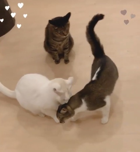 63F0DC5B-62FC-441A-9962-30318A85B0B0