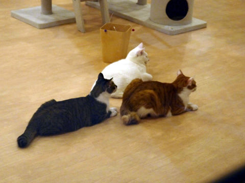 猫式ブログ～里親募集型猫カフェ