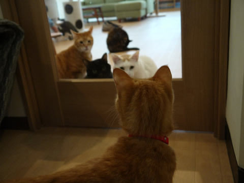 猫式ブログ~里親募集型猫カフェ