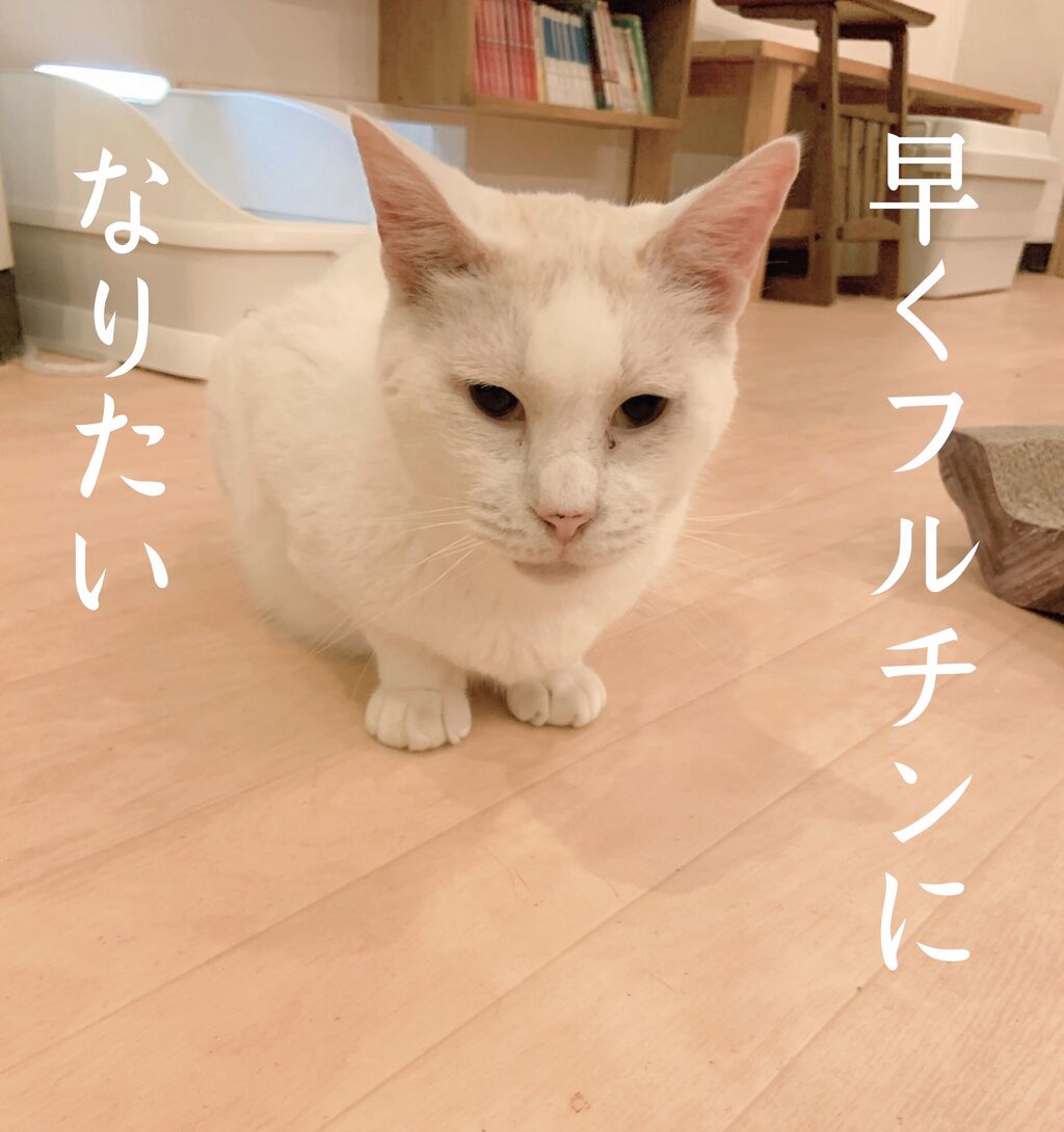 猫式ブログ～里親募集型猫カフェ	  早くフルチンになりたい	  	コメント