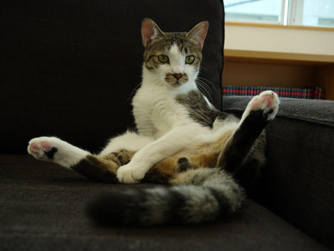 猫式ブログ～里親募集型猫カフェ