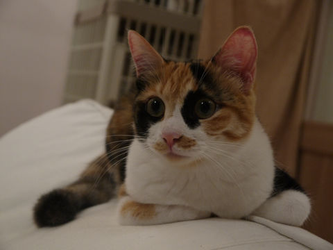 猫式ブログ~里親募集型猫カフェ