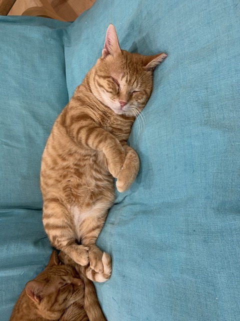 0988E3A7-7F0F-48A3-9CD0-F787DA286FA2