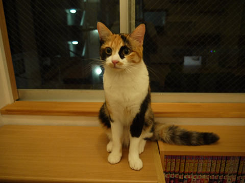 猫式ブログ~里親募集型猫カフェ