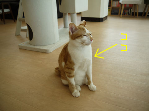 猫式ブログ~里親募集型猫カフェ