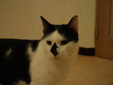 猫式ブログ～里親募集型猫カフェ