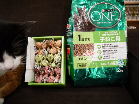 猫式ブログ~里親募集型猫カフェ