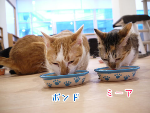 猫式ブログ~里親募集型猫カフェ