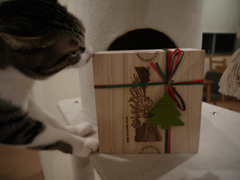 猫式ブログ~里親募集型猫カフェ