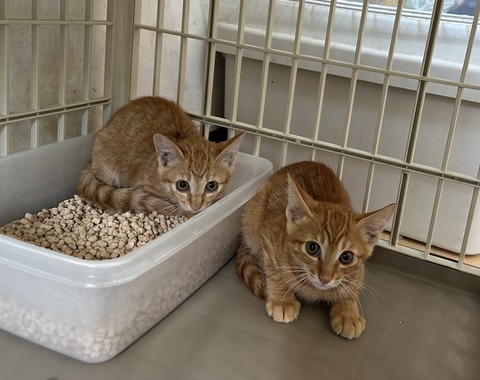 1939E8B4-D518-4536-A0F8-CC0F7A502F5A