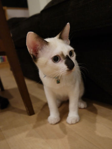 猫式ブログ~里親募集型猫カフェ