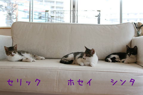 猫式ブログ~里親募集型猫カフェ