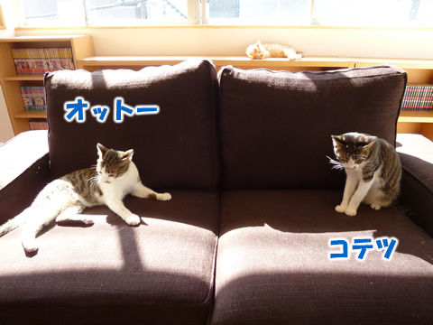 猫式ブログ