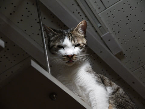 猫式ブログ～里親募集型猫カフェ