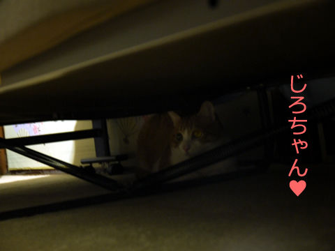 猫式ブログ～里親募集型猫カフェ