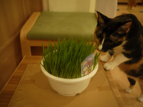 猫式ブログ~里親募集型猫カフェ