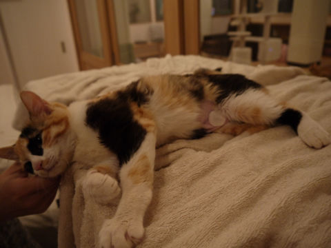 猫式ブログ