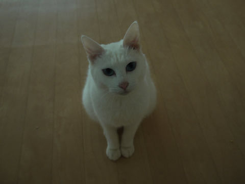 猫式ブログ～里親募集型猫カフェ