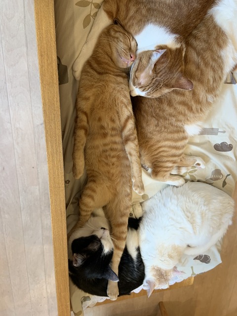 F2C4832C-F1C3-4AF8-8337-B76BEB08A7F0