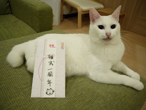 猫式ブログ~里親募集型猫カフェ