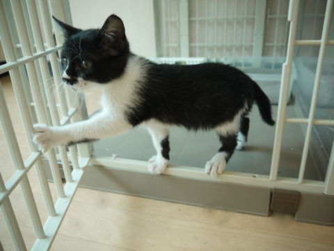猫式ブログ～里親募集型猫カフェ