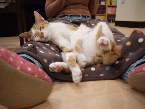 猫式ブログ~里親募集型猫カフェ