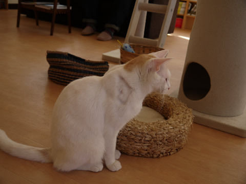 猫式ブログ~里親募集型猫カフェ