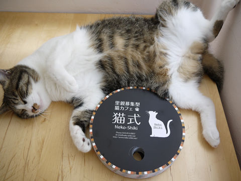 猫式ブログ~里親募集型猫カフェ