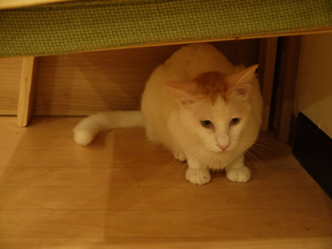 猫式ブログ~里親募集型猫カフェ