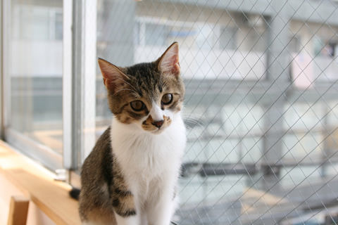 猫式ブログ~里親募集型猫カフェ