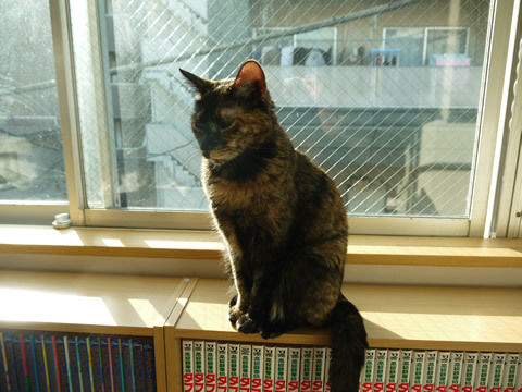 猫式ブログ~里親募集型猫カフェ