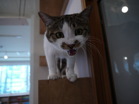 猫式ブログ
