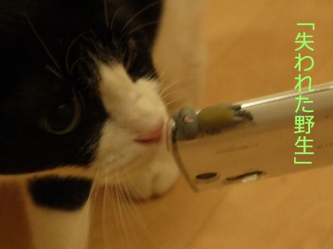 猫式ブログ~里親募集型猫カフェ