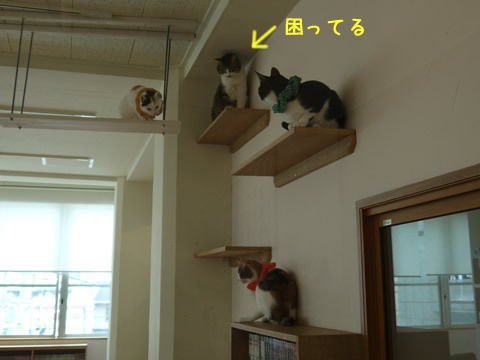 猫式ブログ～里親募集型猫カフェ