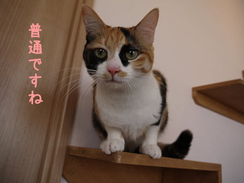 猫式ブログ~里親募集型猫カフェ