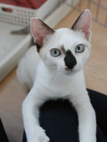 猫式ブログ~里親募集型猫カフェ