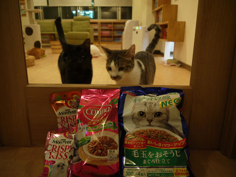 猫式ブログ～里親募集型猫カフェ