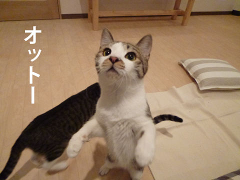 猫式ブログ