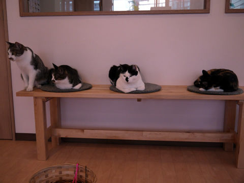 猫式ブログ~里親募集型猫カフェ