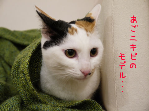 猫式ブログ~里親募集型猫カフェ