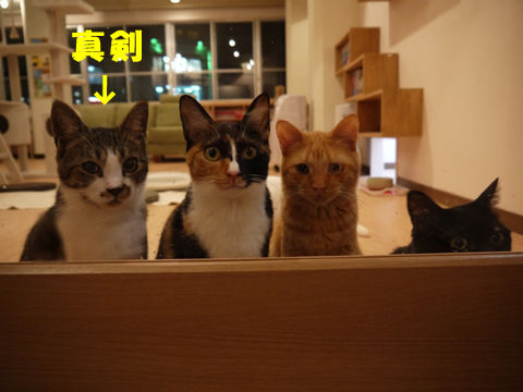 猫式ブログ～里親募集型猫カフェ